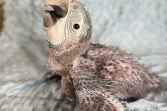 Ara harlekin młoda, Wielkopolskie, Konarzewo