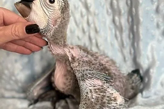 Ara harlekin młoda, Wielkopolskie, Konarzewo
