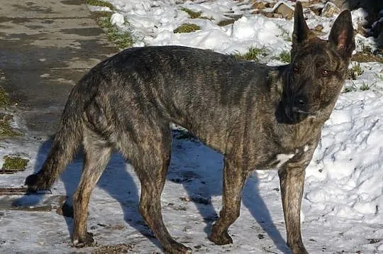 Wesoła,grzeczna,kontaktowa sunia.Adopcja.