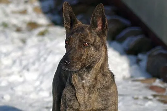 Wesoła,grzeczna,kontaktowa sunia.Adopcja.