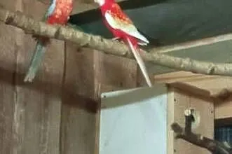 Sprzedam papugi, Lubelskie, Tarzymiechy Trzecie
