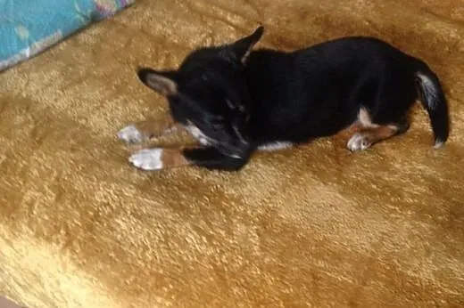 Dianka, 3 miesięczna KRUSZYNKA szuka domu!,  Kunde