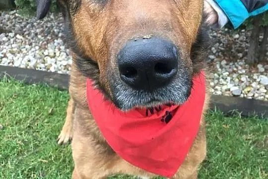 Przytulach Misio do adopcji