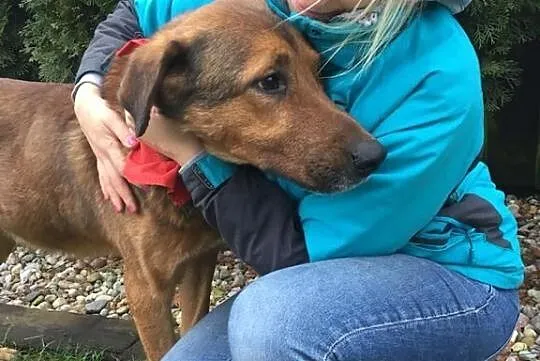 Przytulach Misio do adopcji