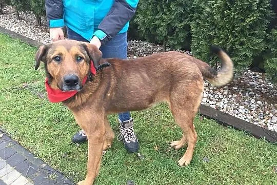 Przytulach Misio do adopcji