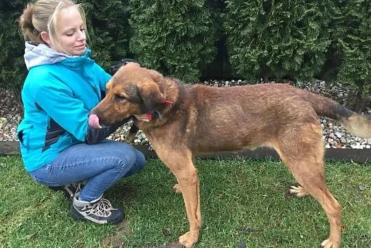 Przytulach Misio do adopcji