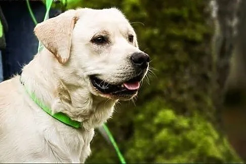 Lab - młody, cudowny labrador :),  warmińsko-mazurskie Olsztyn