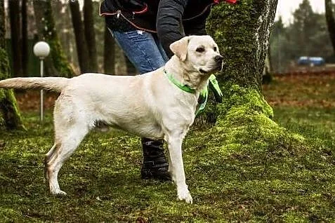 Lab - młody, cudowny labrador :),  warmińsko-mazur