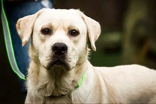 Lab - młody, cudowny labrador :),  warmińsko-mazur