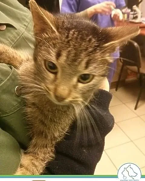 Prążka przytulaśna kotka do adopcji