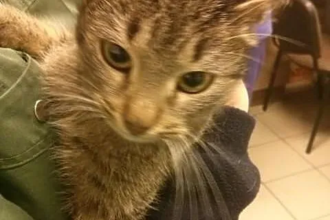 Prążka przytulaśna kotka do adopcji