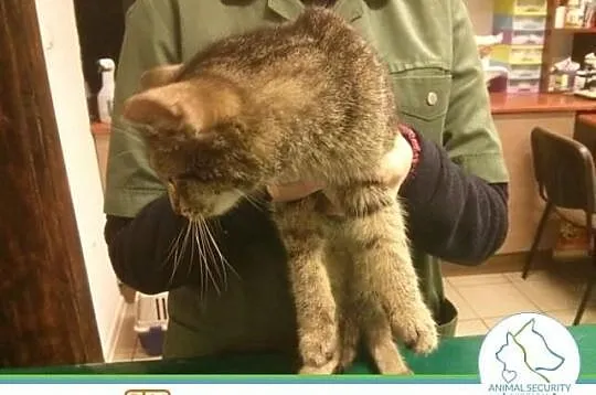 Prążka przytulaśna kotka do adopcji