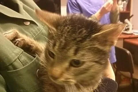 Prążka przytulaśna kotka do adopcji