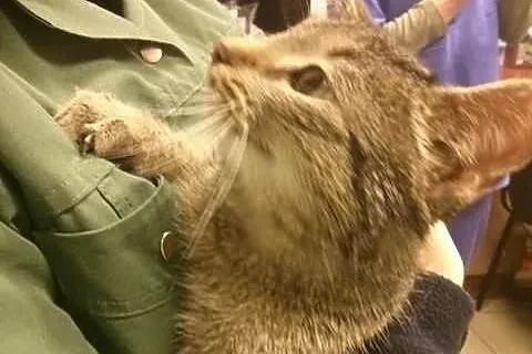 Prążka przytulaśna kotka do adopcji