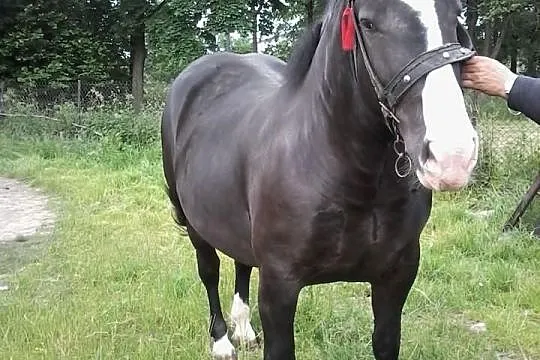 Sprzedam źrebkę 3 letnią