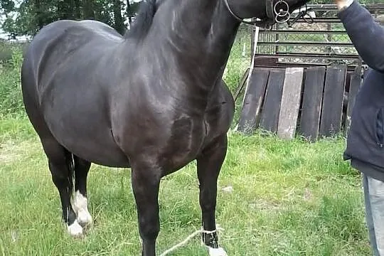 Sprzedam źrebkę 3 letnią