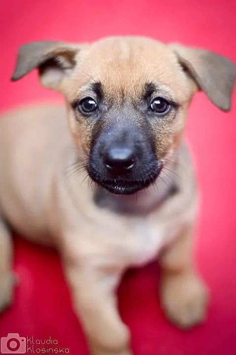 3 miesięczna sunia Tinka, SZCZENIAK MALUSZEK adopc