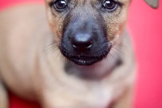 3 miesięczna sunia Tinka, SZCZENIAK MALUSZEK adopc