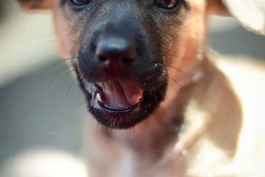 3 miesięczna sunia Tinka, SZCZENIAK MALUSZEK adopc