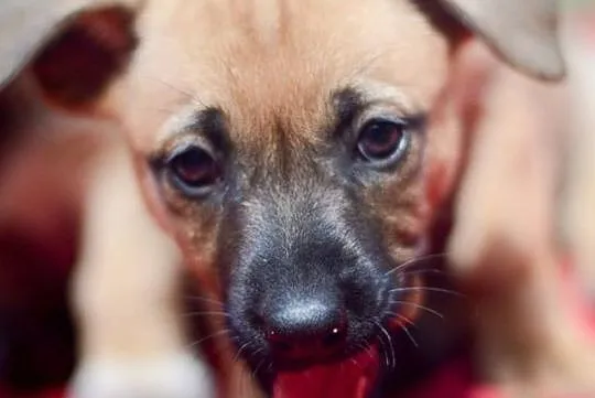 3 miesięczna sunia Tinka, SZCZENIAK MALUSZEK adopc