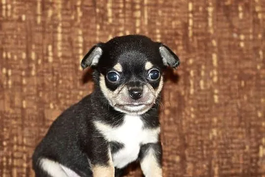 Chihuahua krótkowłosy z prawdziwej hodowli ZKwP FCI