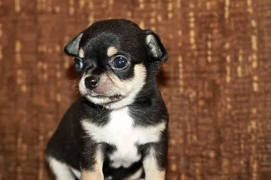 Chihuahua krótkowłosy z prawdziwej hodowli ZKwP FCI, Zachodniopomorskie, Świnoujście