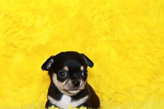 Chihuahua krótkowłosy z prawdziwej hodowli ZKwP FCI, Zachodniopomorskie, Świnoujście