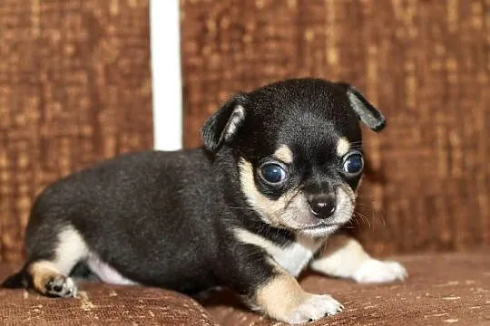 Chihuahua krótkowłosy z prawdziwej hodowli ZKwP FCI, Zachodniopomorskie, Świnoujście