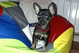 Migotka sunia ratlerek miniaturka