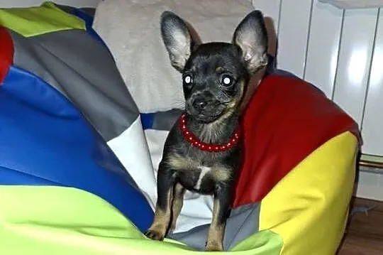 Migotka sunia ratlerek miniaturka