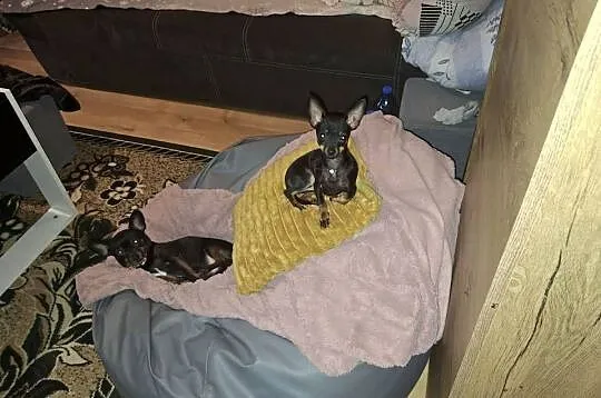 Migotka sunia ratlerek miniaturka, Podkarpackie, Jasło