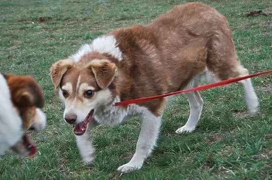 Sonik, starszy, ale pełen wigoru, dzieciolubny psiak adopcja