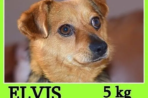 Mały 5 kg, sympatyczny, łagodny, grzeczny piesek ELVIS.Adopcja,  dolnośląskie Wrocław