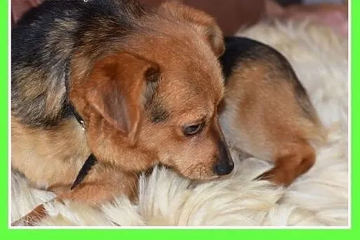 Mały 5 kg, sympatyczny, łagodny, grzeczny piesek E