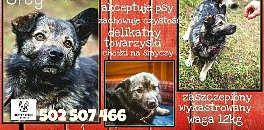Grey - pokochaj... on czeka, mazowieckie Konstanc