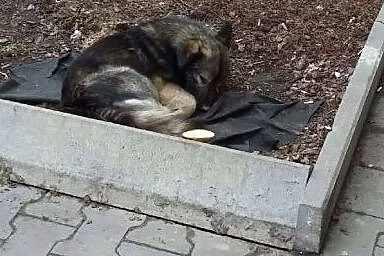 Grey - pokochaj... on czeka,  mazowieckie Konstanc