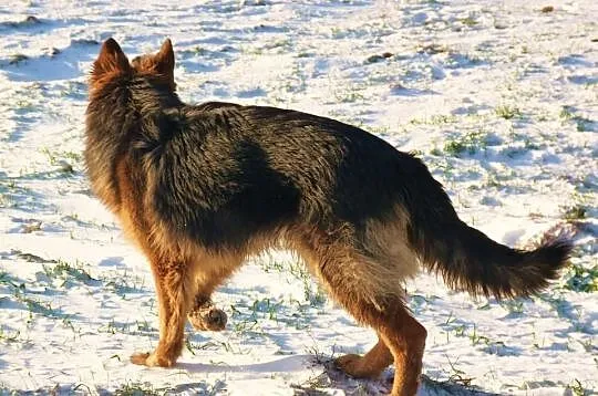 Owczarek Niemiecki Długowłosy SUCZKA 9 mies. POTĘŻ