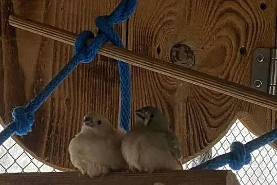 Zeberki, Kujawsko-pomorskie, Włocławek