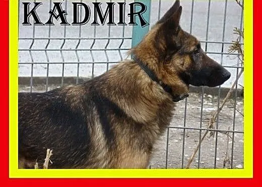 Owczarek niem. mix, pies stróżujący,czujny....KADM