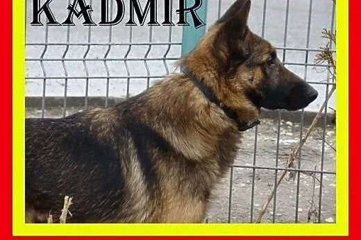 Owczarek niem. mix, pies stróżujący,czujny....KADM