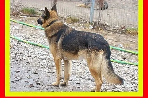 Owczarek niem. mix, pies stróżujący,czujny....KADM