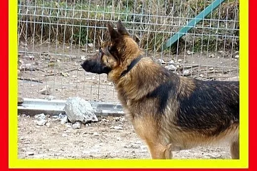Owczarek niem. mix, pies stróżujący,czujny....KADM