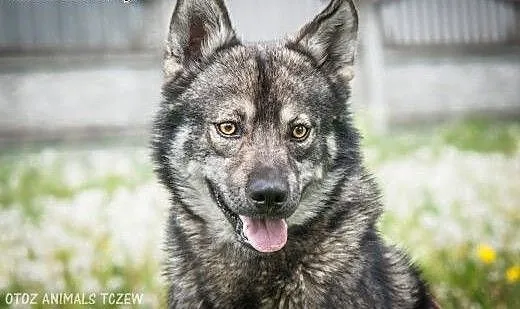 OTOZ Animals - Piorun - piękny wilczek o wielkim s