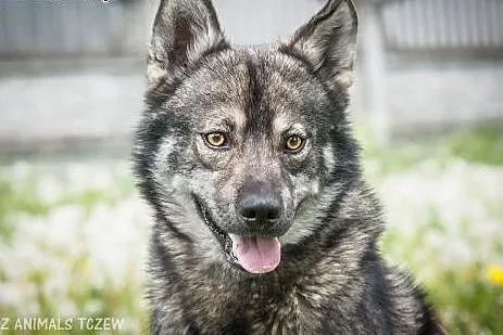 OTOZ Animals - Piorun - piękny wilczek o wielkim s