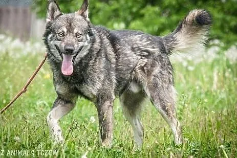 OTOZ Animals - Piorun - piękny wilczek o wielkim s