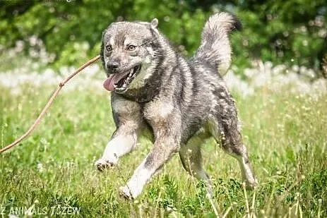 OTOZ Animals - Piorun - piękny wilczek o wielkim s