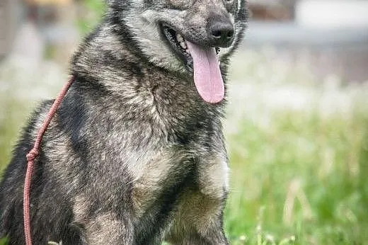 OTOZ Animals - Piorun - piękny wilczek o wielkim s