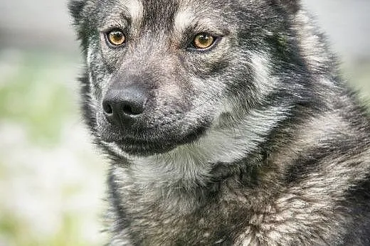 OTOZ Animals - Piorun - piękny wilczek o wielkim s
