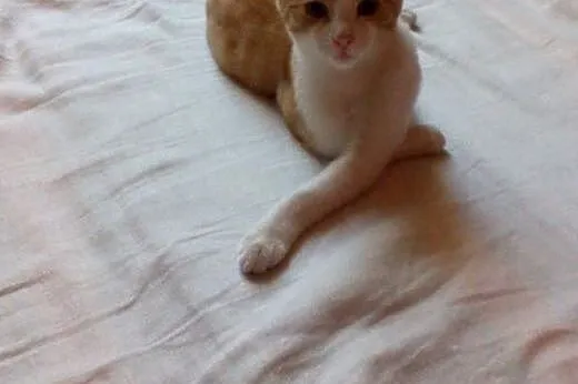 Rudzielec Azuś,  śląskie Katowice