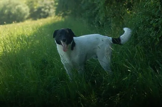 Przyjazny Apollo, biało-czarny, wysoki psiak szuka